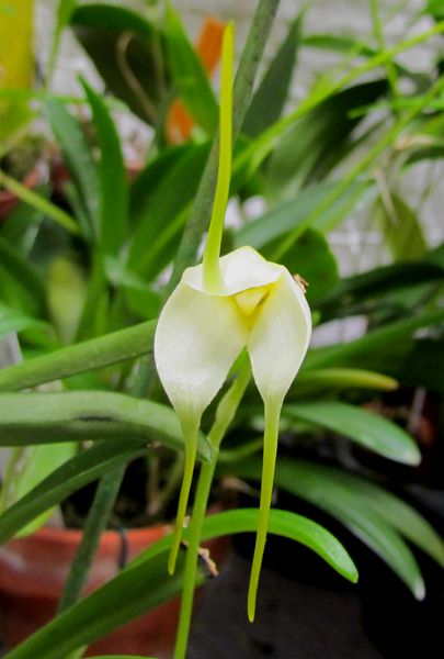 Masdevallia leucantha Img_1939