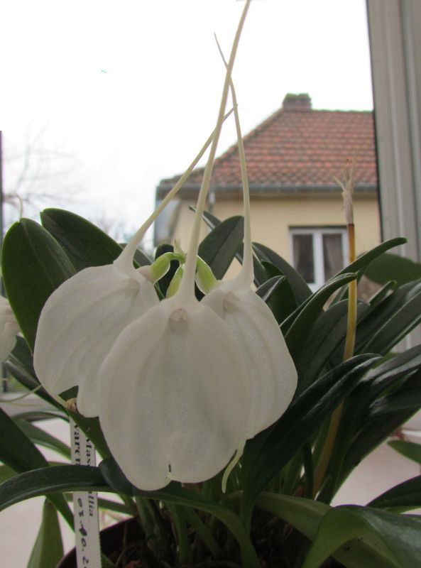 Alaticaulia tovarensis ( ex. Masdevallia tovarensis ) Img_2036