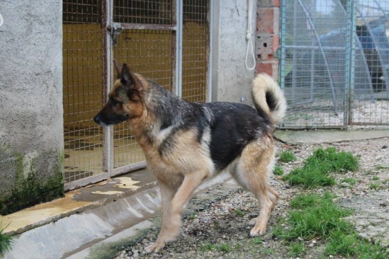 GHOST - ba 7 ans - Refuge Canin Lotois à Cahors  (46) en fa  12355210