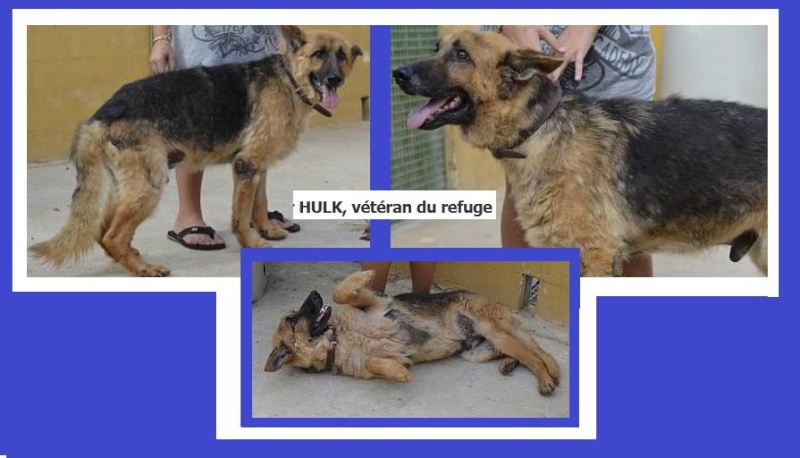 Urgence pour HULK - ba 11 ans - veteran du refuge de Ceuta (Espagne) 13931210