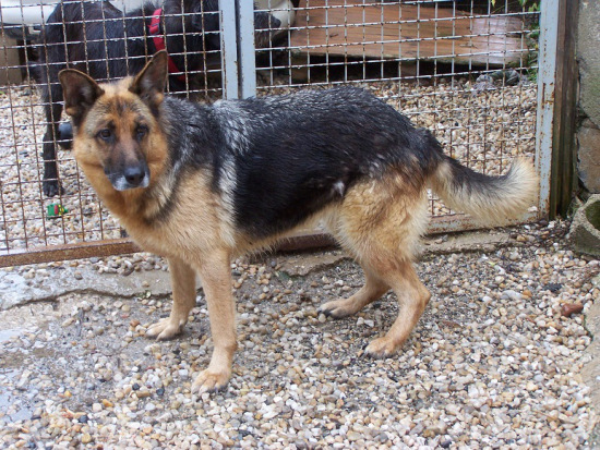 GHOST - ba 7 ans - Refuge Canin Lotois à Cahors  (46) en fa  Ghost-11