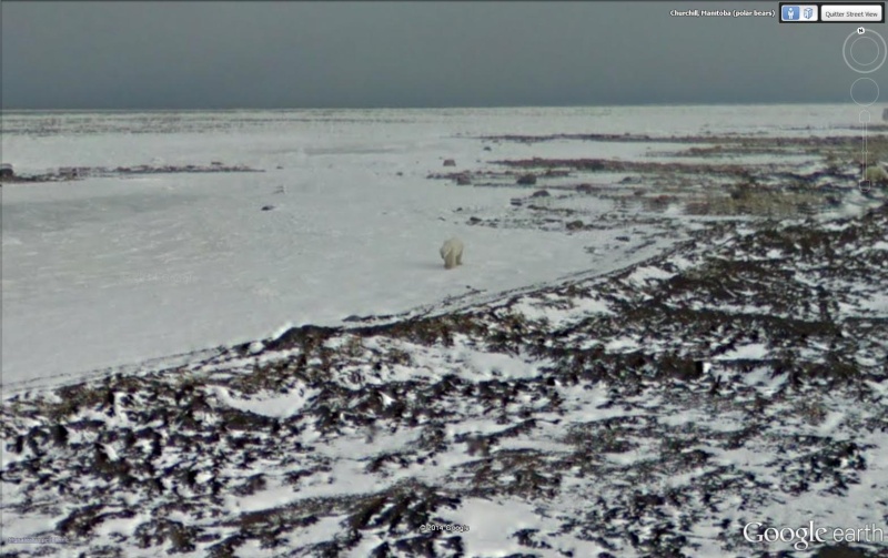 STREET VIEW : Les animaux - Page 9 Ours110