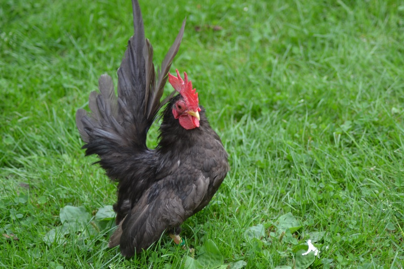 poule ;chien, chat Dsc_0014