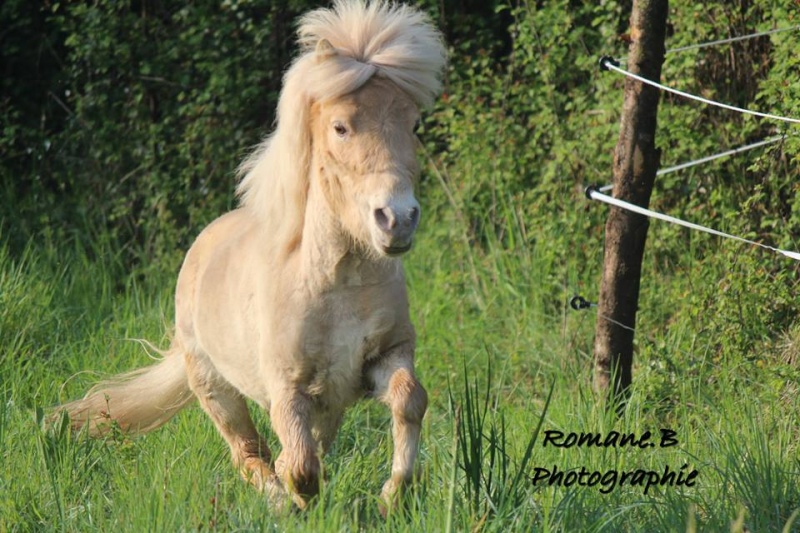 besoin de votre avis sur ce poney ^^ - Page 2 Romane12