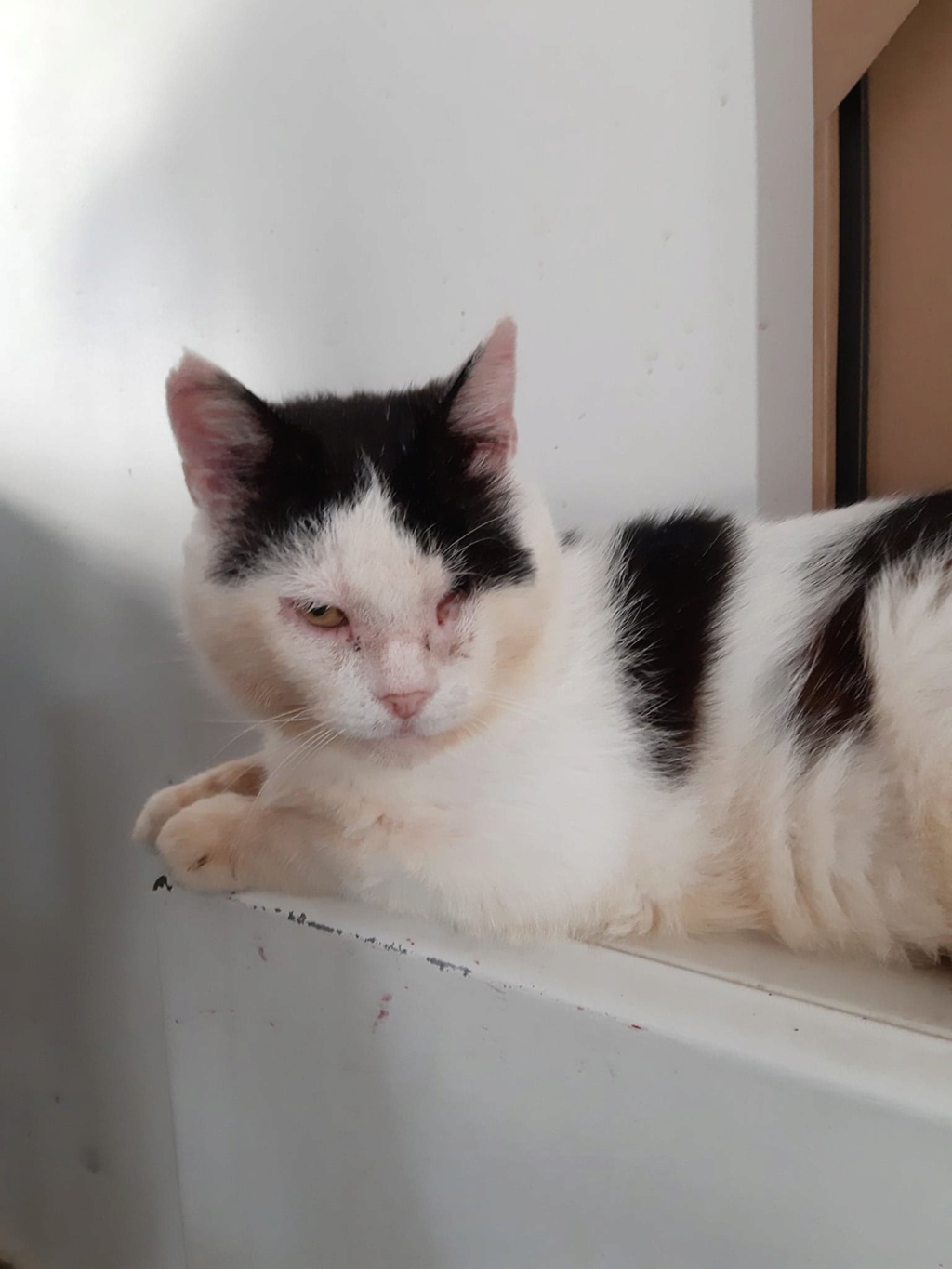 ❤[SAUVETAGE] HOMERE, européen blanc et noir, 7 ans - M FIV+ 31398810