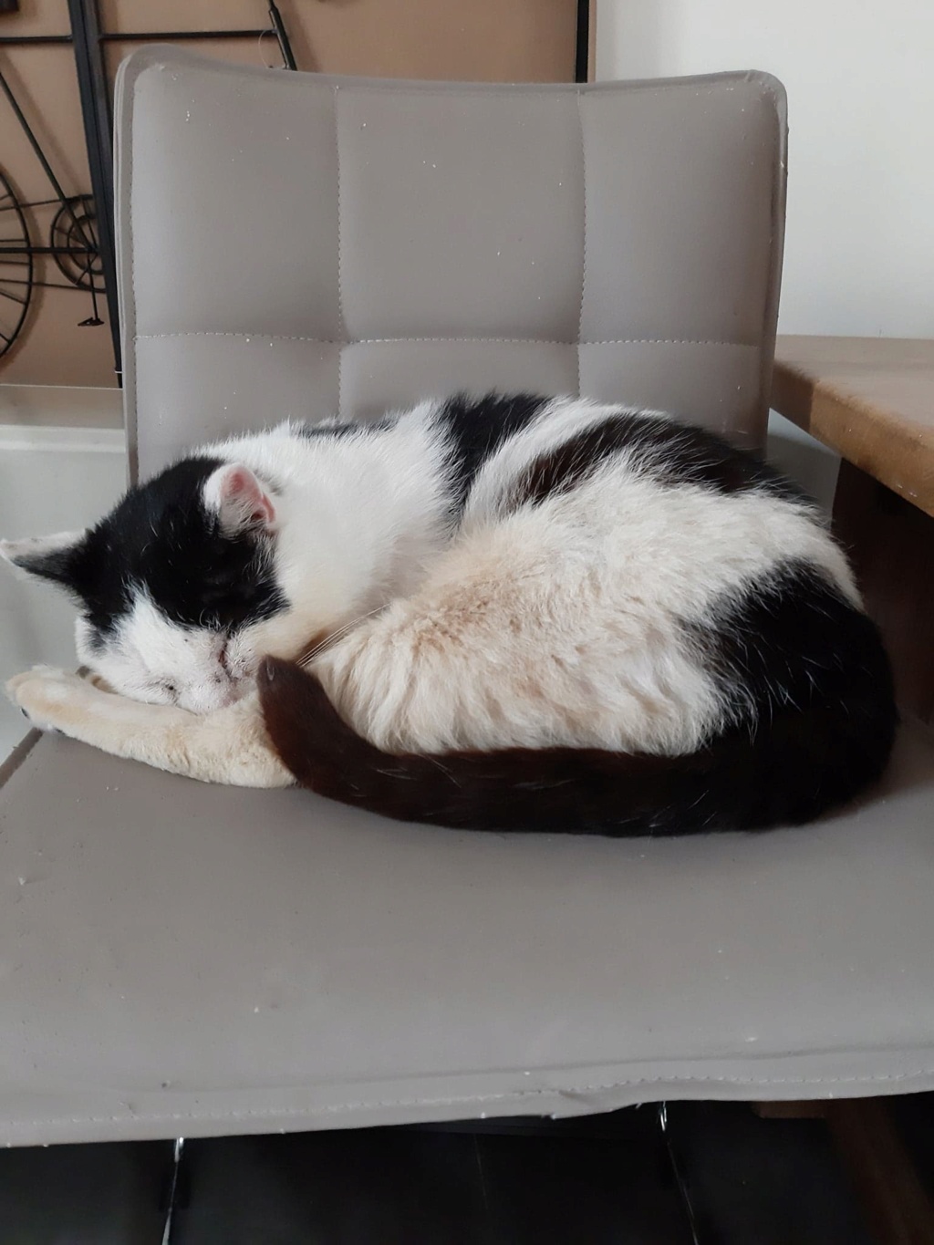 ❤[SAUVETAGE] HOMERE, européen blanc et noir, 7 ans - M FIV+ 31466010