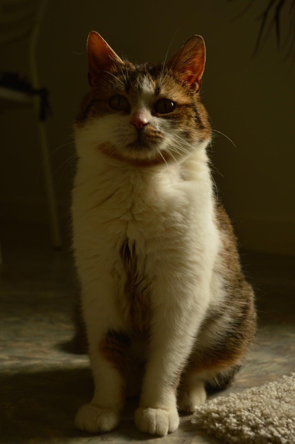 ASTRID, européenne, tigré et blanche, 5 ans - F  Dsc_0212