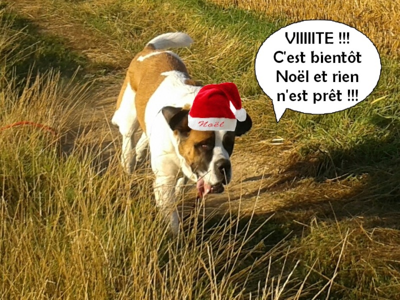 concours n° 55 : nos st Bernard préparent Noël  Lao_0212