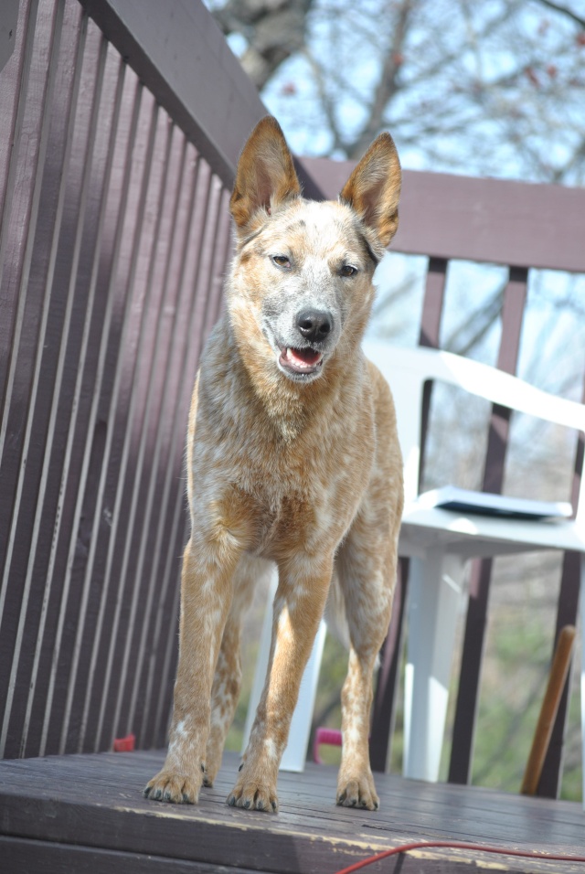 Boogie, mon bouvier australien           00310