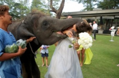 بالفيديو فيل ياكل عروس يوم زفافها 5bb0b416
