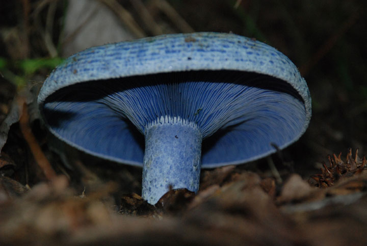 18 champignons fascinants venus des quatre coins du monde 18-cha11