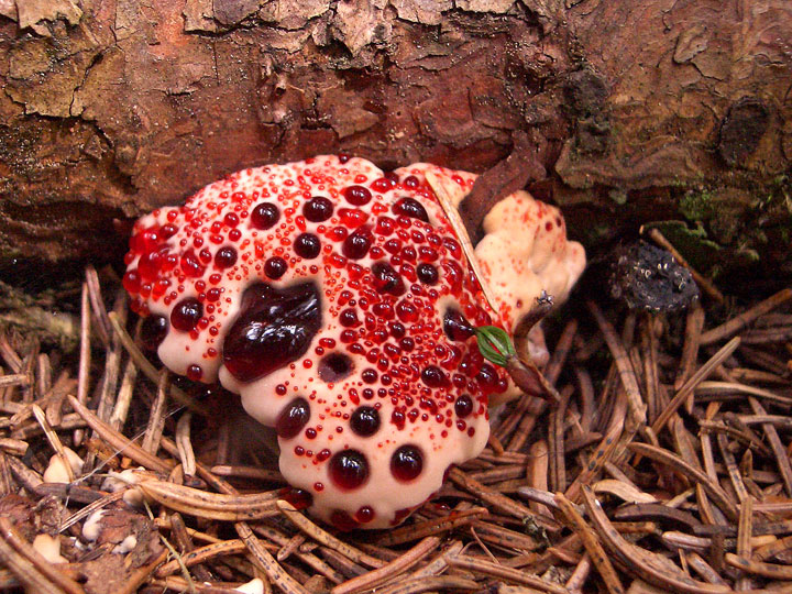 18 champignons fascinants venus des quatre coins du monde 18-cha23