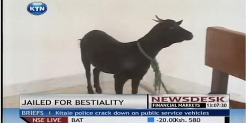 violée, une chèvre assiste au procès de son agresseur Ch10