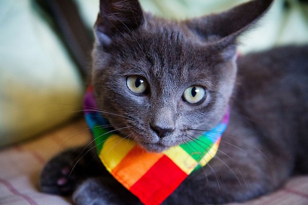 Le chat Bull est gay : elle l'abandonne Gay-ch10