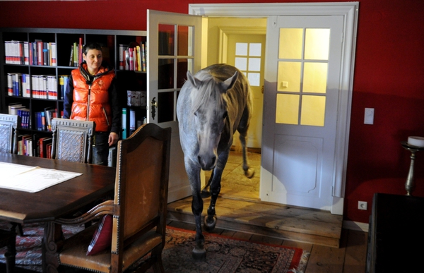 découvrez Nasar, le cheval qui habite dans une maison  Nasar_10