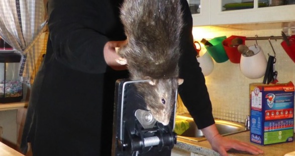 L'abominable rat géant qui terrorisait une famille enfin mort  Rat-ge10