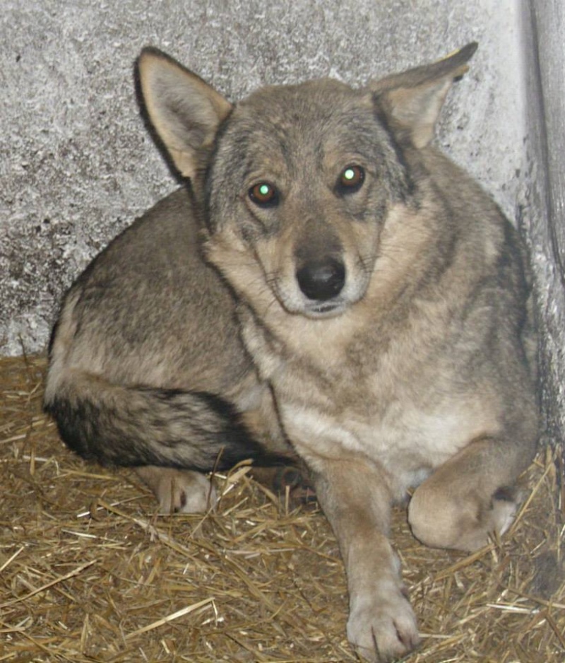 LOUVE, femelle croisée chien loup taille moyenne née ??? (Pascani) 10132110