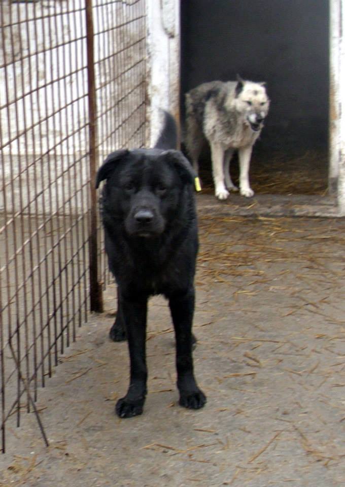 ATLAS CROISE LABRADOR TERRE NEUVE EN FOURRIERE MOUROIR ROUMANIE