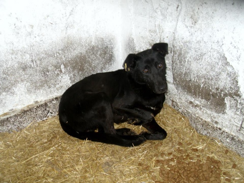 CASPER - Mâle croisé de taille moyenne, né environ octobre 2009 (PASCANI) - adopté par Marie-Blanche (57) 17798610