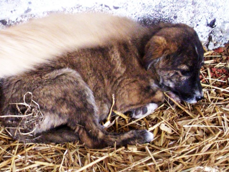 FITZ, chiot femelle croisé né env mai 2013 (Pascani) 48547310