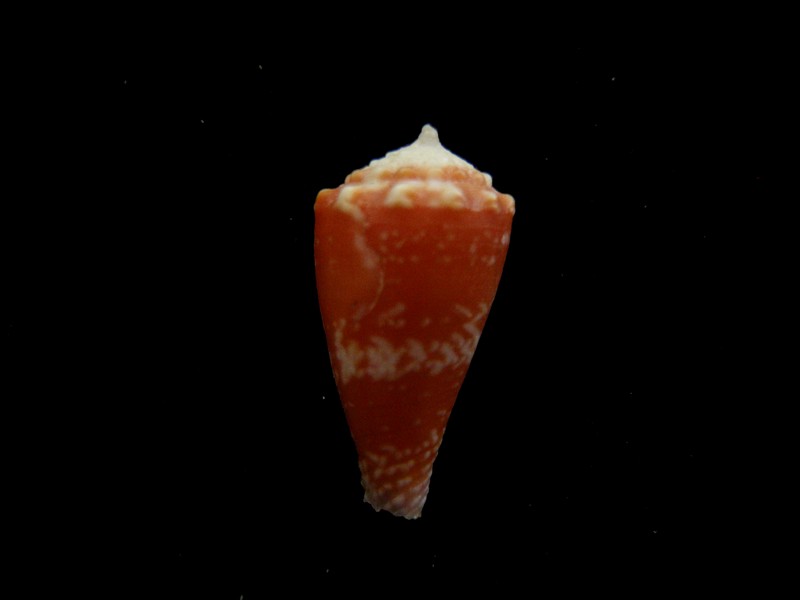 Conus (Phasmoconus) goudeyi  (Monnier & Limpalaër, 2012) 15_2mm10