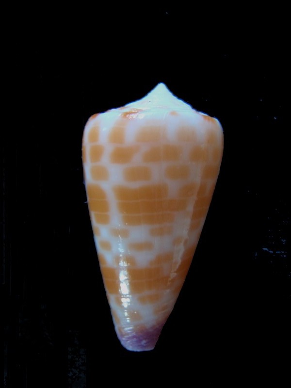 Conus (Tesselliconus) tessulatus   Born, 1778 - Page 3 Cones_10