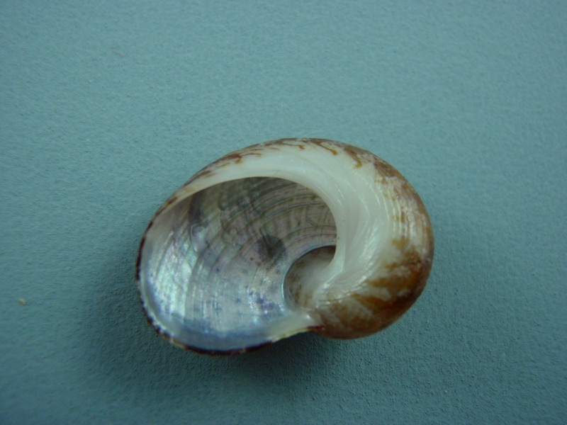 Pseudostomatella decolorata (Gould, 1848) Cones_27