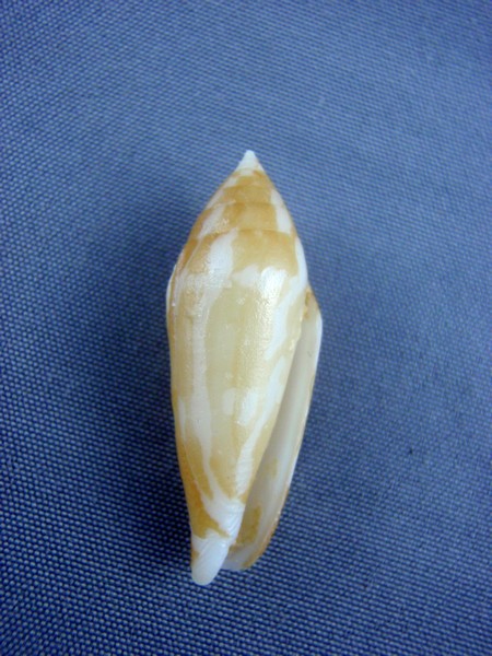 Conus (Turriconus) cylindraceus   Broderip & G. B. Sowerby I, 1830 Florid13