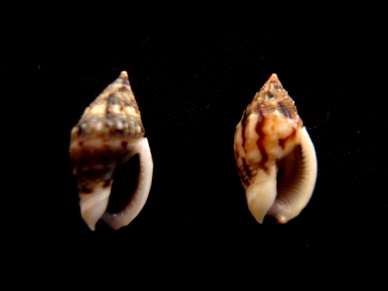 Cyllene pulchella Adams & Reeve, 1850 Nassa_11