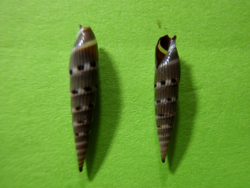 Hastula strigilata - (Linnaeus, 1758) Poindi12