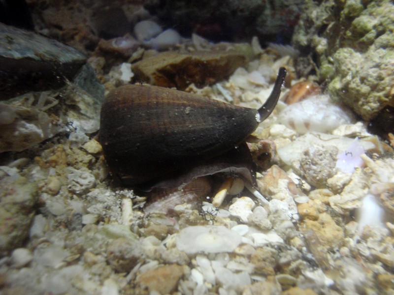 live - Dendroconus figulinus (Linnaeus, 1758) - Live Poindi18