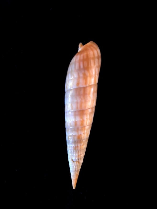 Perirhoe cerithina (Lamarck, 1822) acceptée comme Oxymeris cerithina (Lamarck, 1822) Terebr17