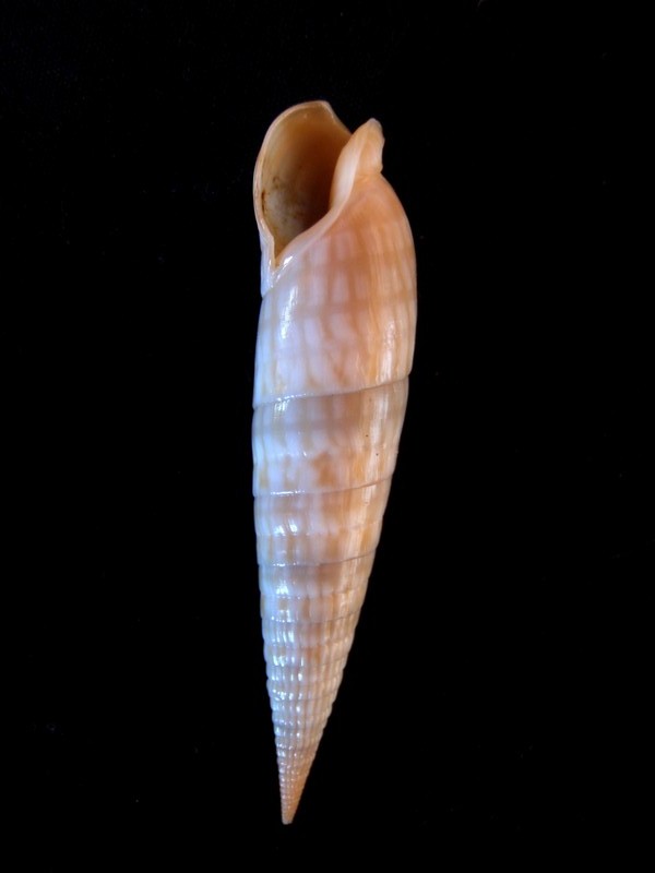 Perirhoe cerithina (Lamarck, 1822) acceptée comme Oxymeris cerithina (Lamarck, 1822) Terebr18