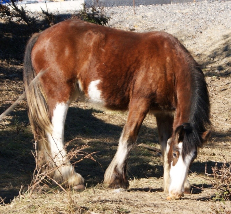 Octobre chez les irish cob des nomades! Dsc07110