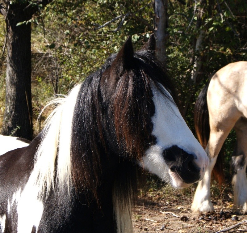 Octobre chez les irish cob des nomades! Dsc07111