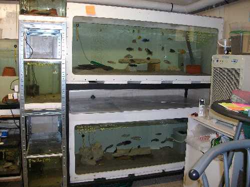réorganisation de ma fishroom 6805_112