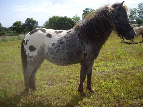 appaloosa gris