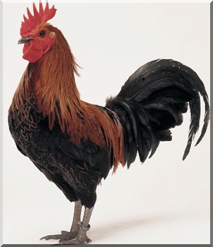 la Gauloise dorée Coq110