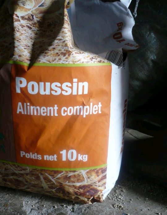 élever des poussins Pic_310