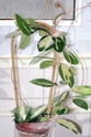 Hoya parasatica variegata 00210