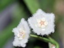 Hoya longifolia 04210