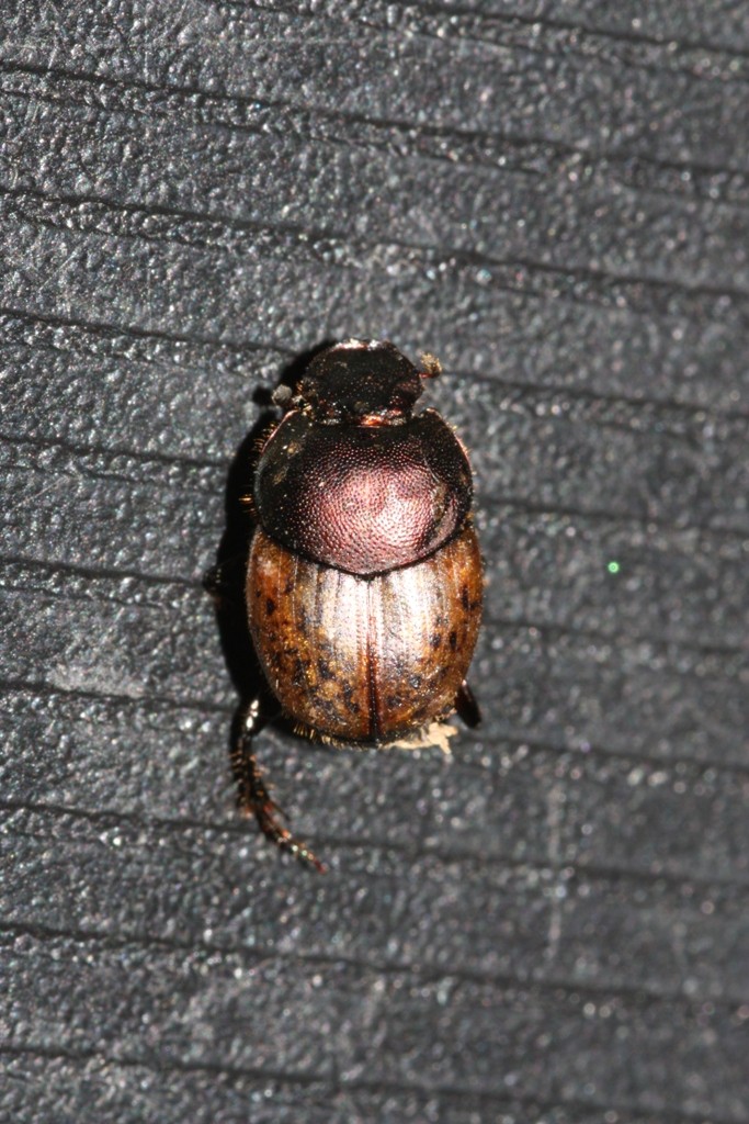 Onthophagus Copro10