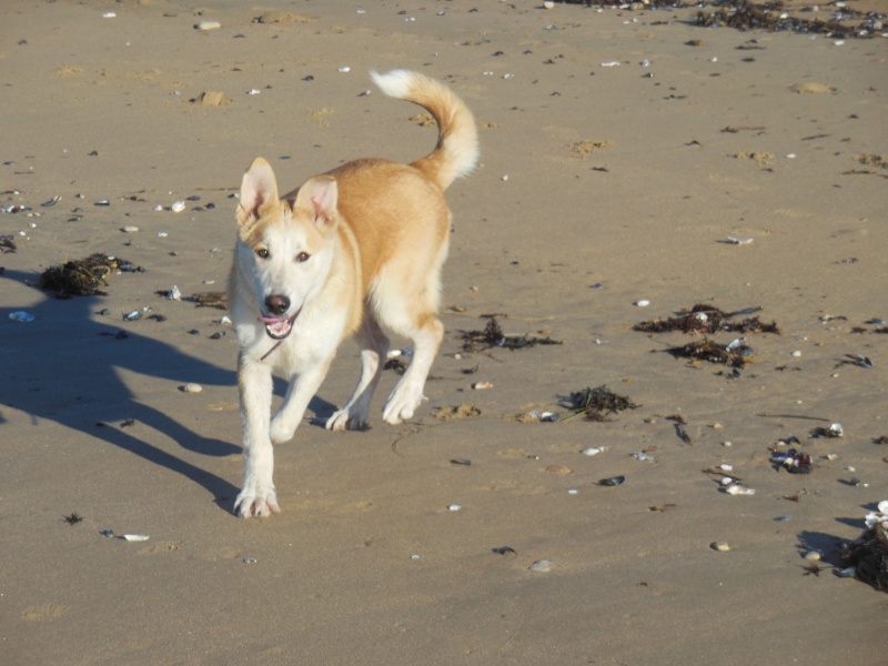 Flash x husky  (m) ok chiens et chats né  31/03/2013/ ASSO:85 02710