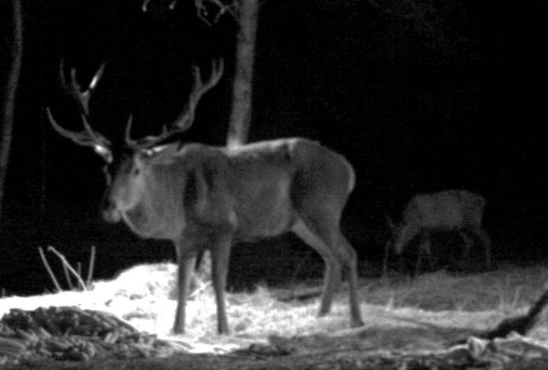 Wildtier-Livecams - Seite 5 Hirsch11