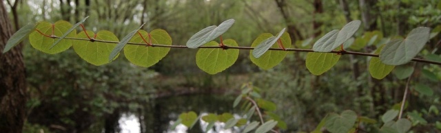 Cercidiphyllum japonicum Cercid10