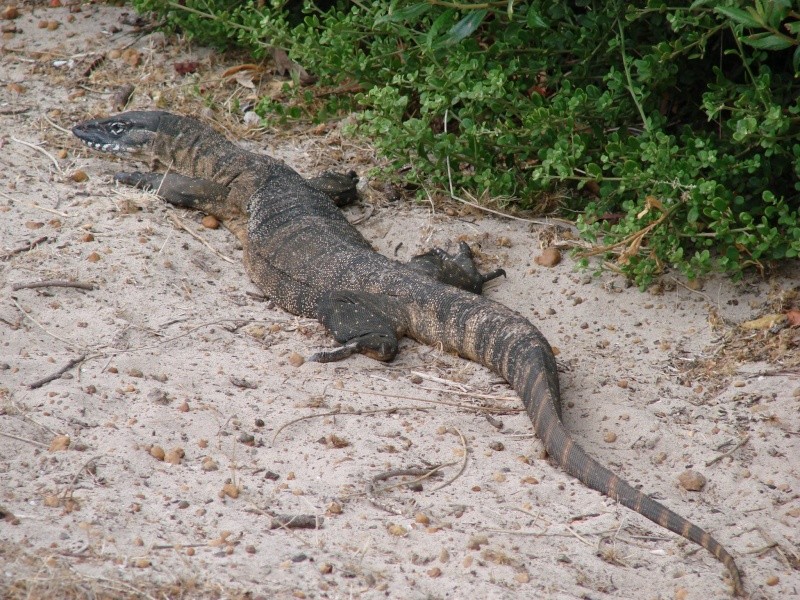 Comment faire la difference entre croco, lézard, caiman, aligator, serpent? 92234510