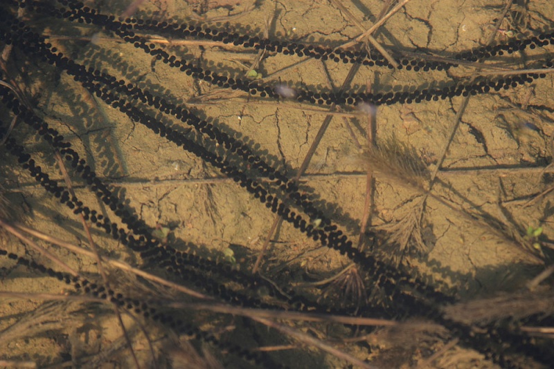 Les pontes de grenouilles et de crapauds Ponte_10