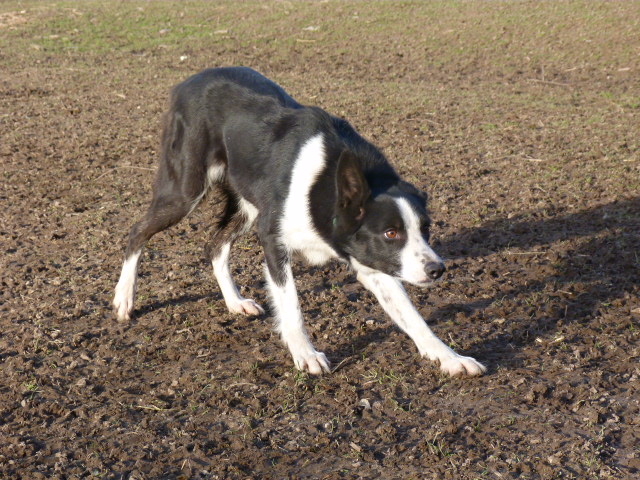 border collie LOF/ISDS Nan_111