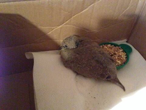 Bebe Tourterelle Trouve Dans Mon Jardin