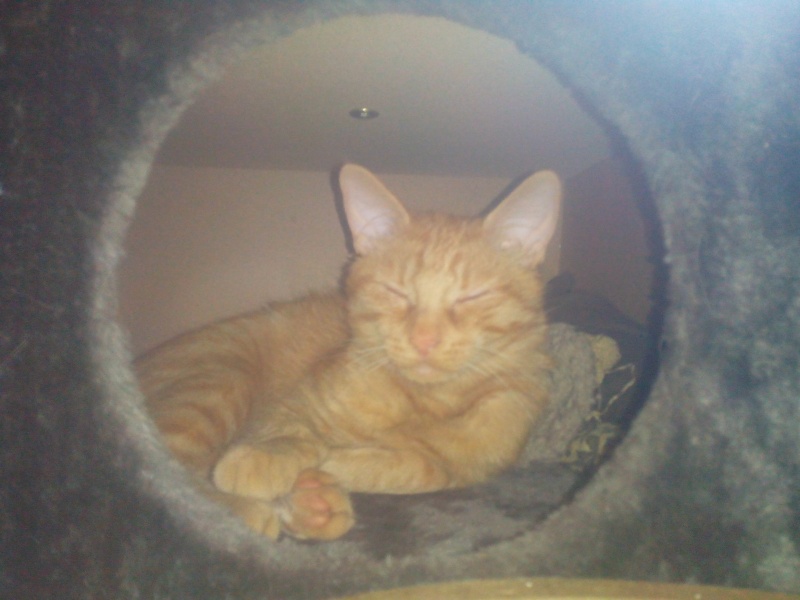 Milow - Pandolfe, chaton roux, né mi-avril 2013 - Page 2 Tmp_mi17
